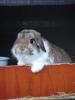 En av Birgit sine  kappetegnet kaniner  
