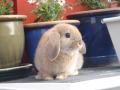 Willy er en kosete kanin , det blir spennende å se hvordan han vil gjøre det på hoppebanen sammen med sin nye eier.