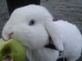 Pontus er en utrolig herlig kanin 