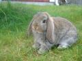 Kaninungen til Tamar på tur i gresset 