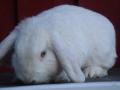 Mocho er en av de kaninene som bodde inne i vinter han trives nå veldig godt ute.